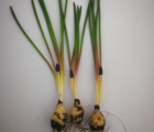 BS Grape Hyacinth Bulbs (Muscari neglectum)
