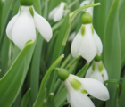 BS Giant Snowdrop Bulbs 'In The Green' (Galanthus elwesii)