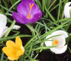 BS Large Flowering Mixed Crocus 'In The Green' Bulbs