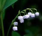 BS Lily of the Valley Bulbs 'In The Green' (Convallaria majalis)