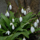 Snowdrop Ikariae 'In The Green' Bulbs (Galanthus woronowii)