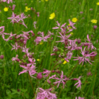 BS11P 100%: Acidic Soils Wildflower Seeds