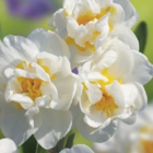 Bridal Crown Narcissi Bulbs