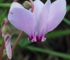 BS Wild Cyclamen Tubers 'In The Green' (Cyclamen hederifolium)