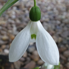 Snowdrop Ikariae 'In The Green' Bulbs (Galanthus woronowii)