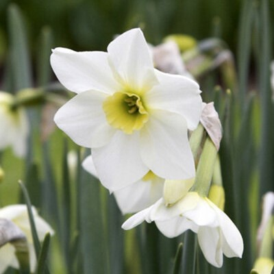 Lieke Narcissi Bulbs