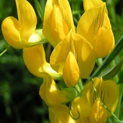 Vetchling, Meadow (Lathyrus pratensis) Plant