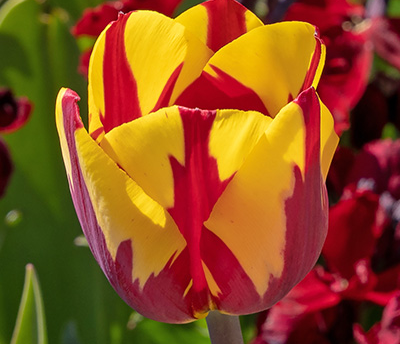 Helmar Tulip Bulbs
