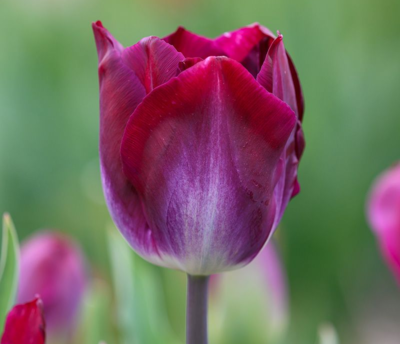 Kansas Proud Tulip Bulbs