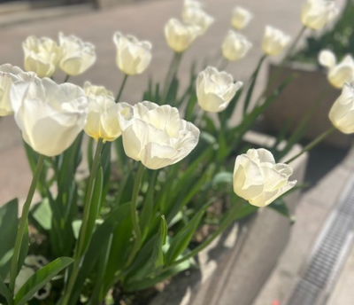 White Dream Tulip Bulbs