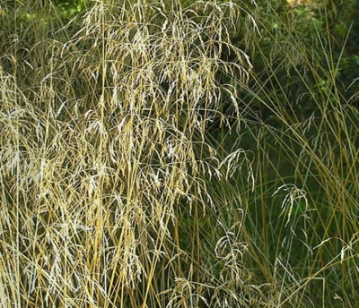 tufted hairgrass