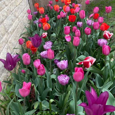 Colours of 2025 Bulb Collection