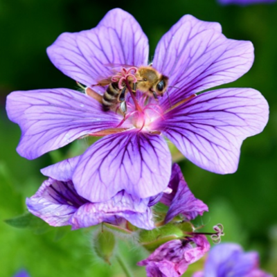 Cranesbill, Meadow (Geranium pratense) Plant