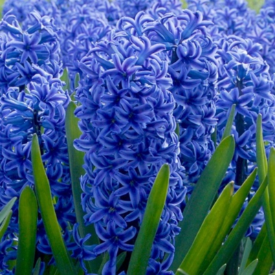 Blue Hyacinth Bulbs