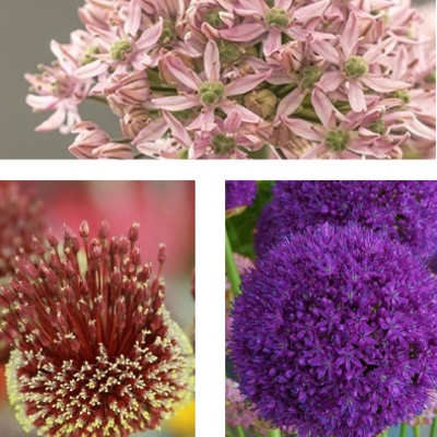 Giant Allium Bulb Collection