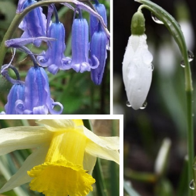 Wildflower Favourites 'In The Green'