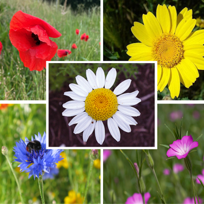 Annual Wildflower Plant Collection