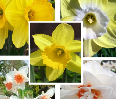 Daffodil Delight Value Bulb Collection