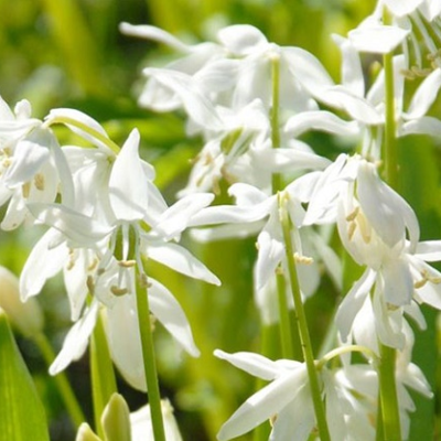 Scilla Siberica Alba Bulbs