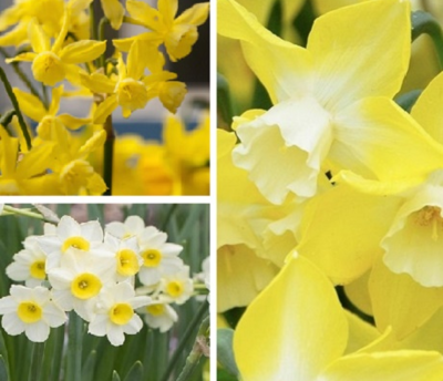 Dwarf Daffodil Surprise Bulb Collection