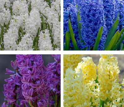 Hyacinth Surprise Bulb Collection