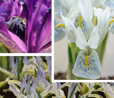 Iris Surprise Bulb Collection