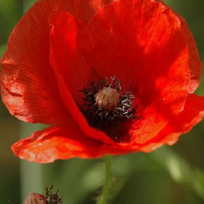 Poppy, Common (Papaver rhoeas) Plants