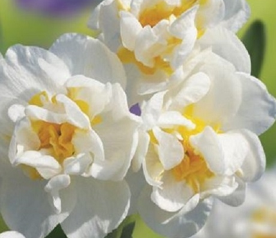Bridal Crown Narcissi Bulbs