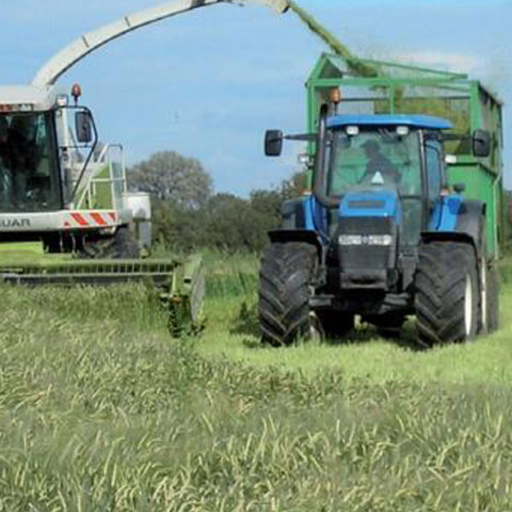 BS Arable Silage Seed Mixture 4 - Boston Seeds