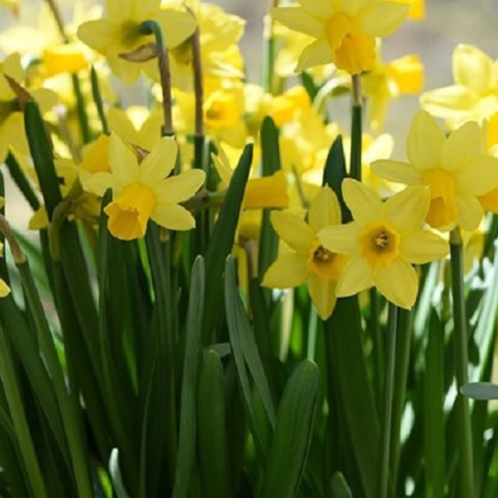 Tete A Tete Dwarf Daffodil Bulbs | Buy Online | Boston Seeds